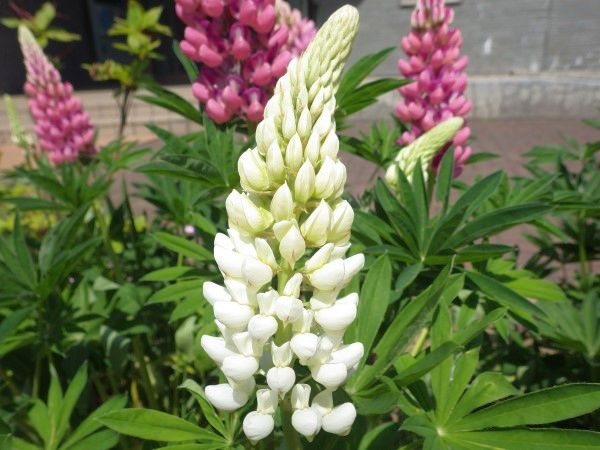 Lupinus Albus Extract