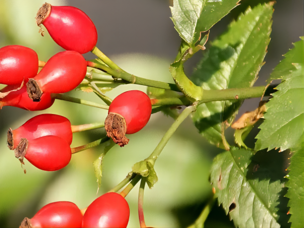 Rosehip Extract