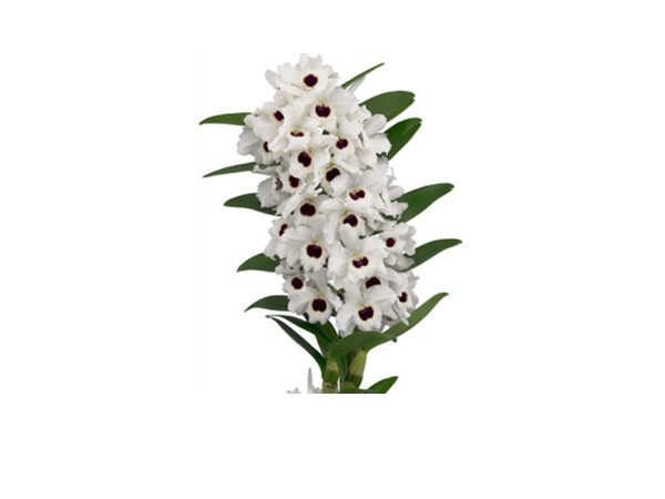 Dendrobium Nobile Extract