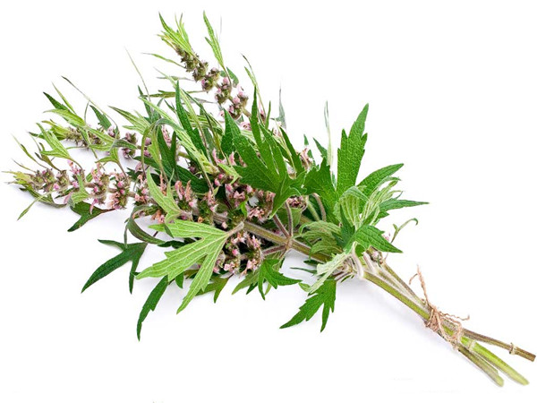 Motherwort Extract