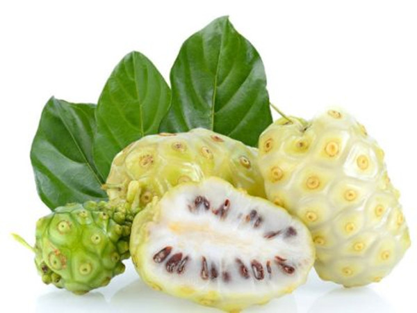 Noni Fruit Extract