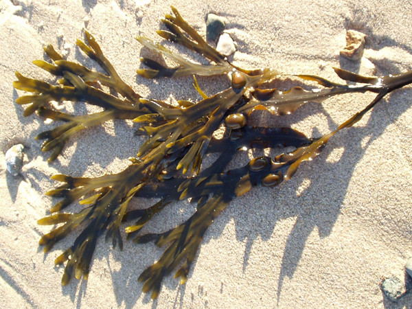 Bladderwrack Extract