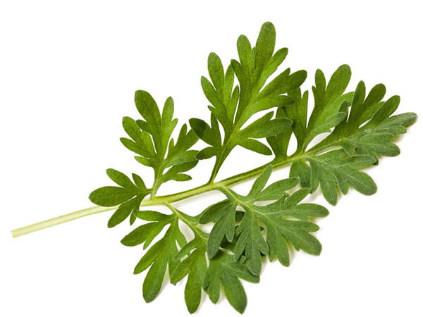 Wormwood Extract