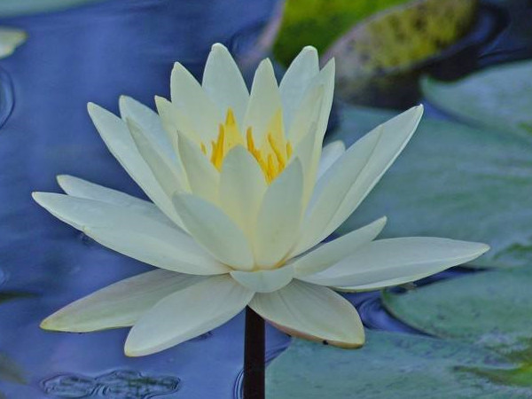 White Waterlily Extract