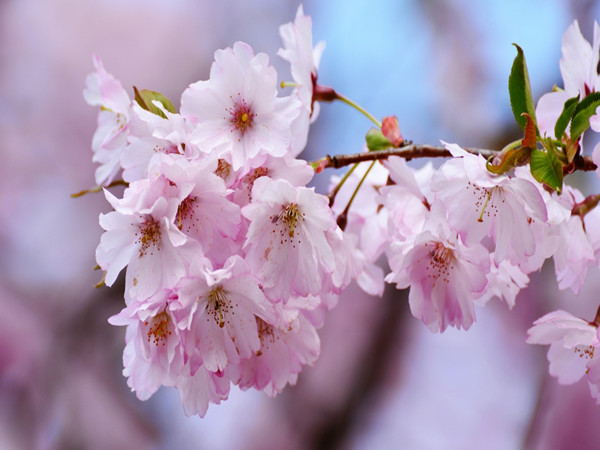 Sakura Oriental Cherry Powder