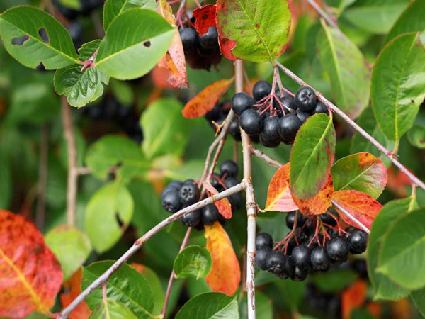 Chokeberry Extract