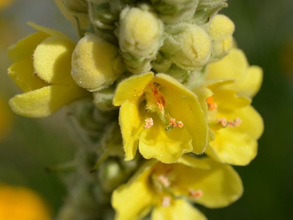 Mullein Extract