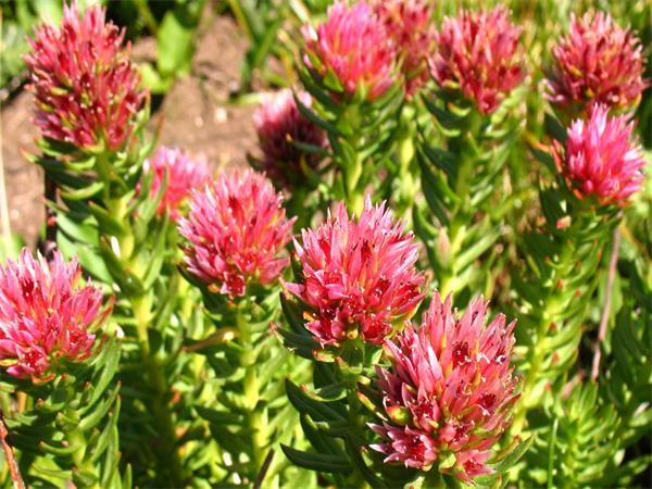 Rhodiola Extract