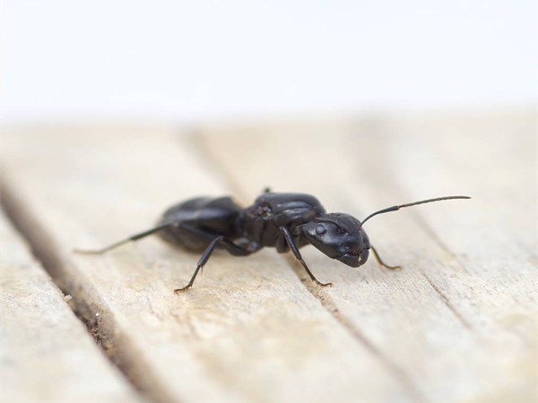 Black Ant Extract