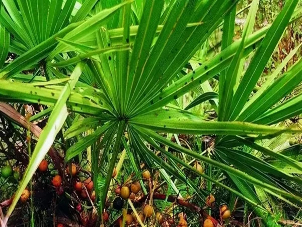 Saw Palmetto Extract