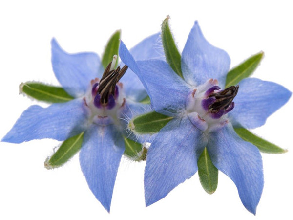 Borago Officinalis Extract