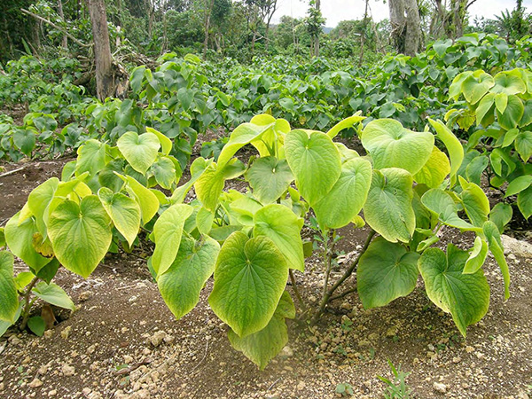 Kava Powder