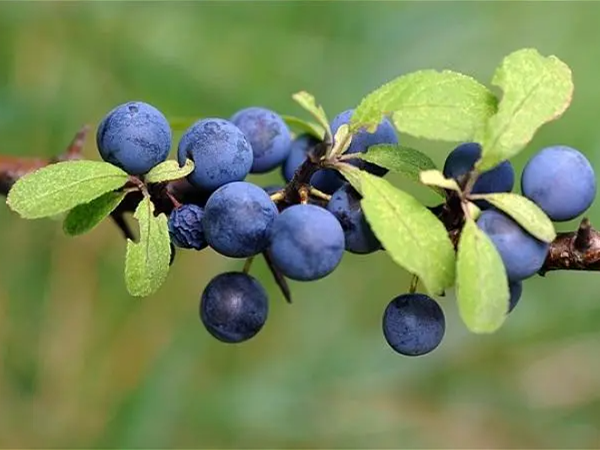 Blackthorn Berry Extract