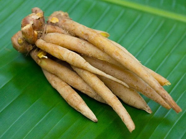 Fingerroot Extract