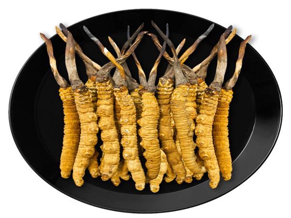 Cordyceps Extract