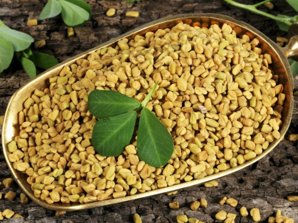 Fenugreek Extract