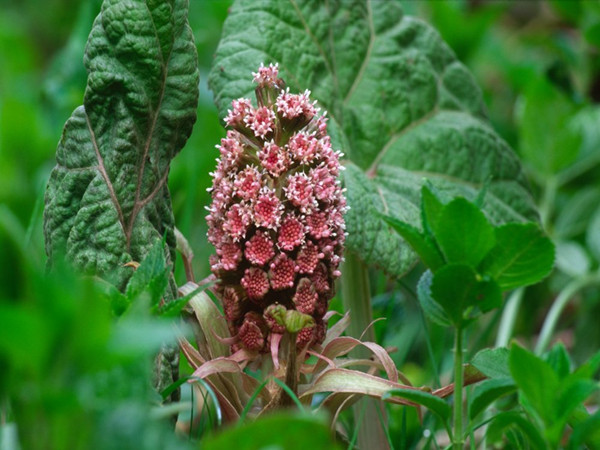 Butterbur Extract