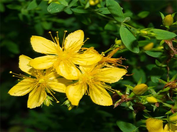 St. John’s Wort Extract