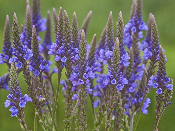 Verbena Officinalis Extract