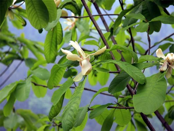 Magnolia Extract