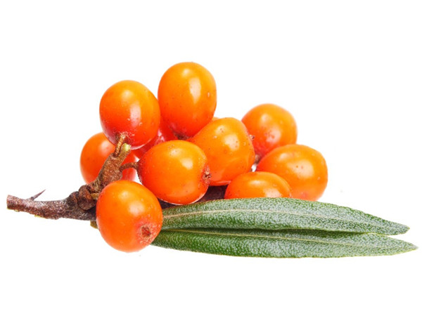 Sea Buckthorn Extract