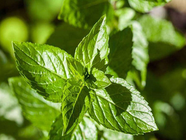 Mint Extract