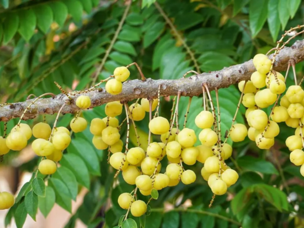 Amla Fruit Powder