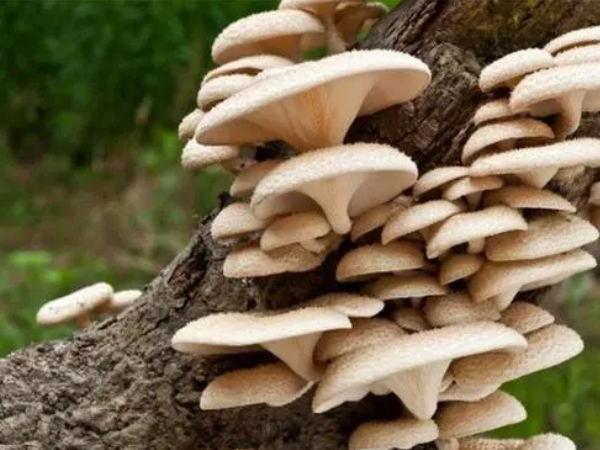 Oyster Mushroom Extract