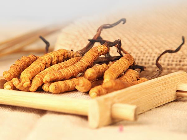 Cordyceps Extract