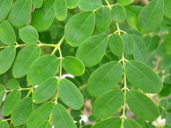 Moringa Leaf Extract