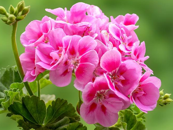 Pelargonium Extract