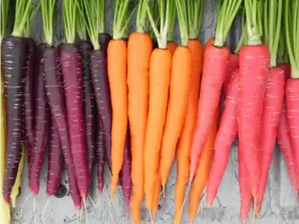 Organic Black Carrot Juice Powder