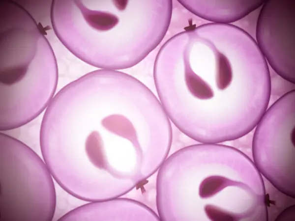 Grape stem cell powder