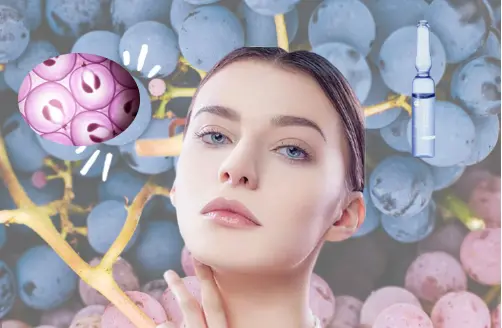 Grape Seed Extract Benefits