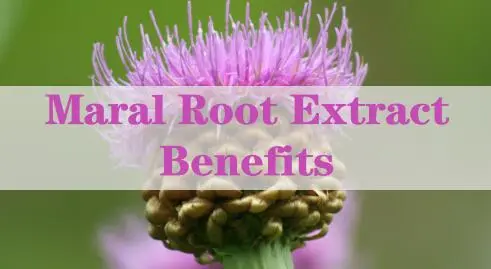 Maral Root Extract Benefits