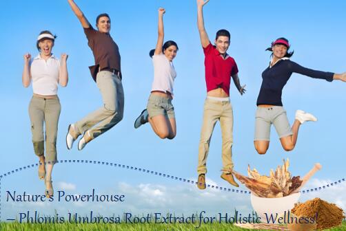 What is phlomis umbrosa root extract used for?