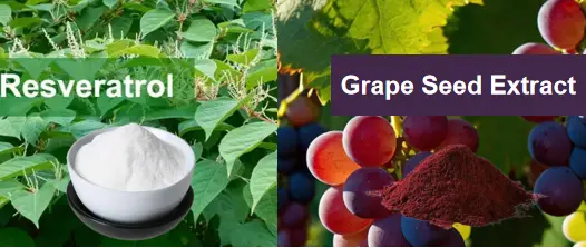 Grape Seed Extract Vs Resveratrol