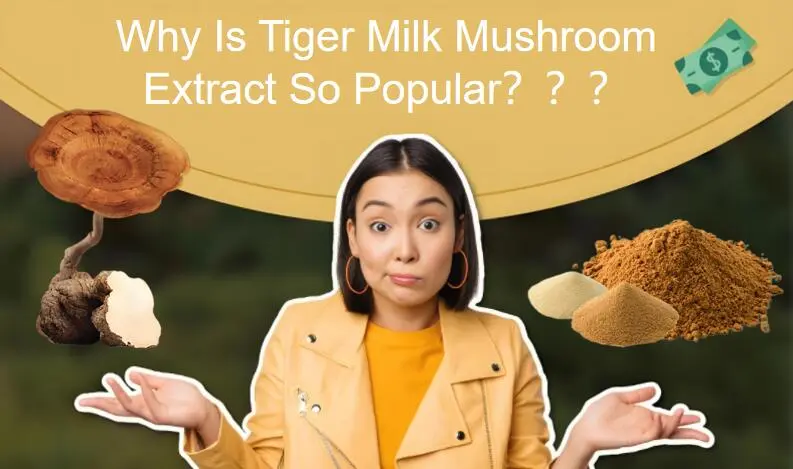 Why Is Tiger Milk Mushroom Extract So Popular?