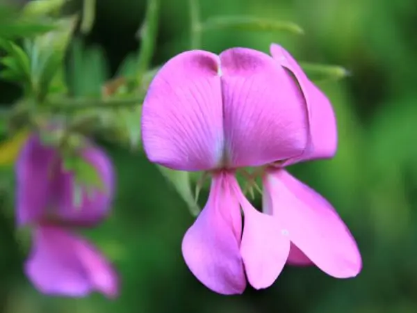 Indigo Naturalis Extract​