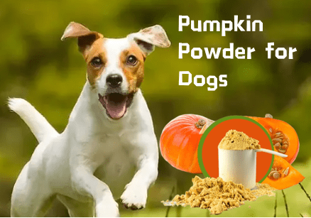 Premium Pumpkin Powder for Dogs