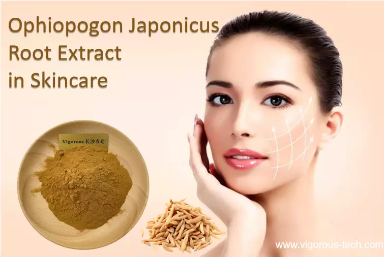 Is Ophiopogon japonicus root extract in skincare?