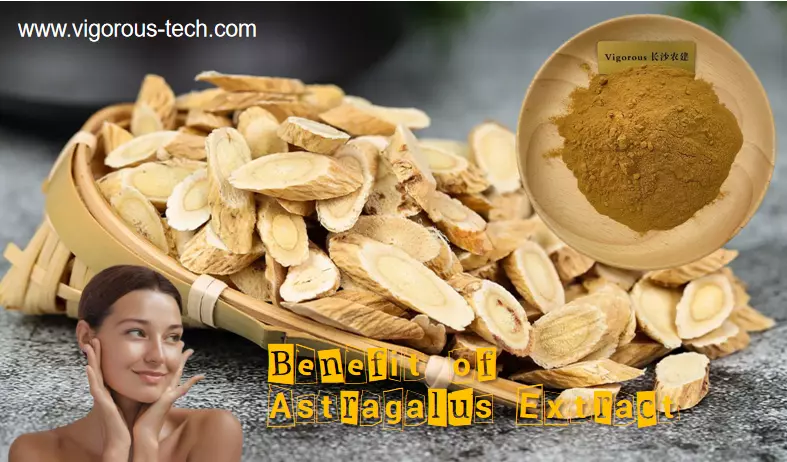 What are the benefits of astragalus extract?
