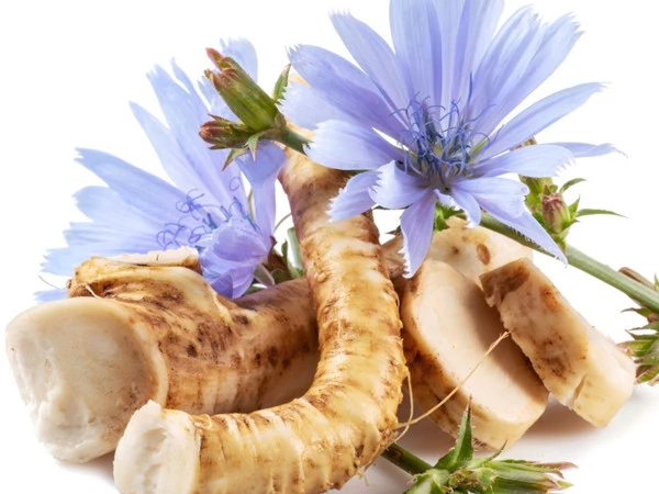 Chicory Extract