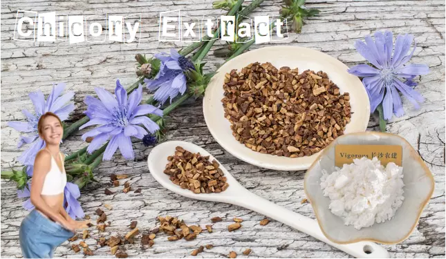 What is the Use of Chicory Extract?