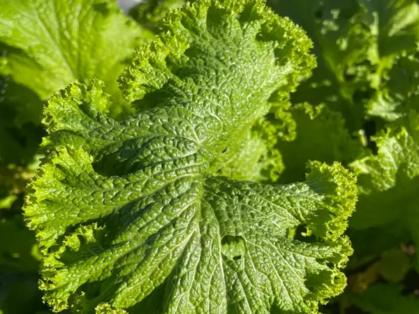 Green Mustard Extract
