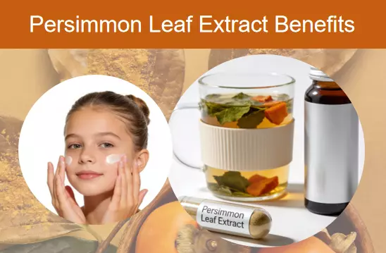 Persimmon Leaf Extract Powder: Benefits, Uses, and Applications for Manufacturers