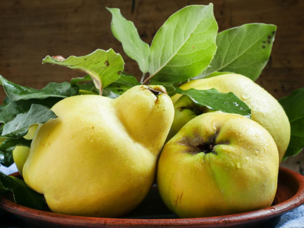 Quince Extract