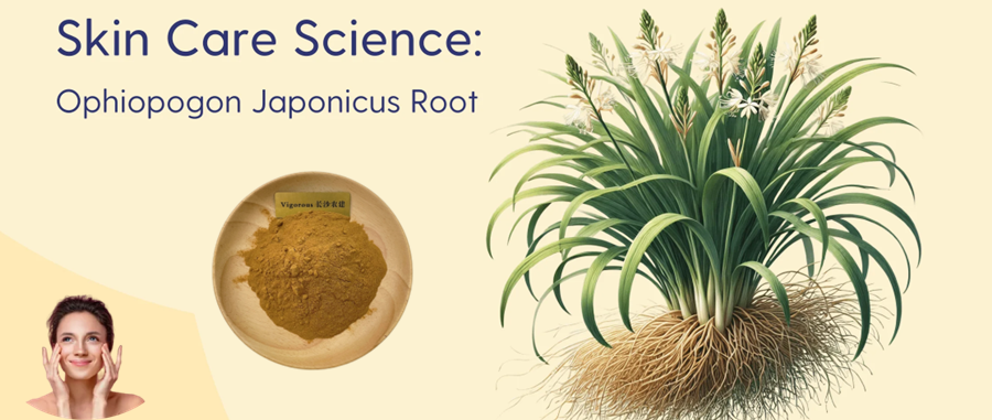 Is Ophiopogon japonicus root extract in skincare?