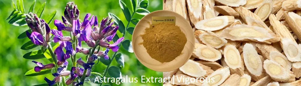 What are the benefits of astragalus extract?